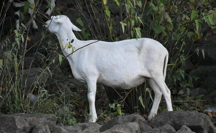 Kambing