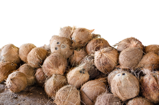 Kelapa